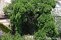 VBS_4472 - Castellinaldo d'Alba